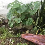 Acogedora Suite Con Bonito Jardin