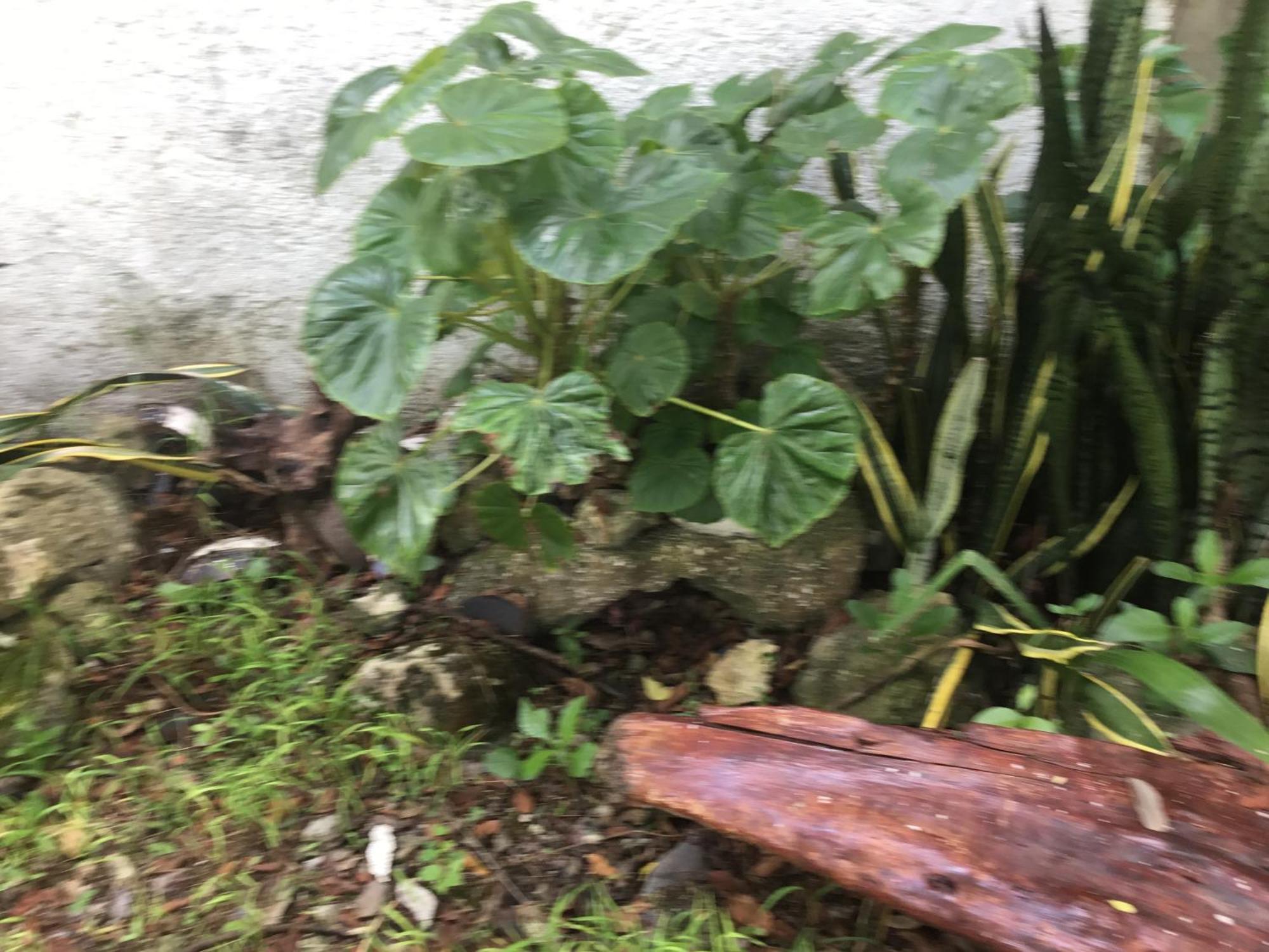 Homestay Acogedora Con Bonito Jardin *